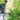 Coupe - branches multi - fonctions FISKARS UPX82 PowerGear X Havenbridges™ - HAVENBRIDGES