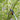 Coupe - branches multi - fonctions FISKARS UPX82 PowerGear X Havenbridges™ - HAVENBRIDGES
