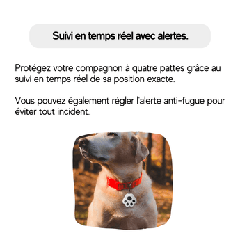Collier GPS pour Chat et Chien - Havenbridges - HAVENBRIDGES