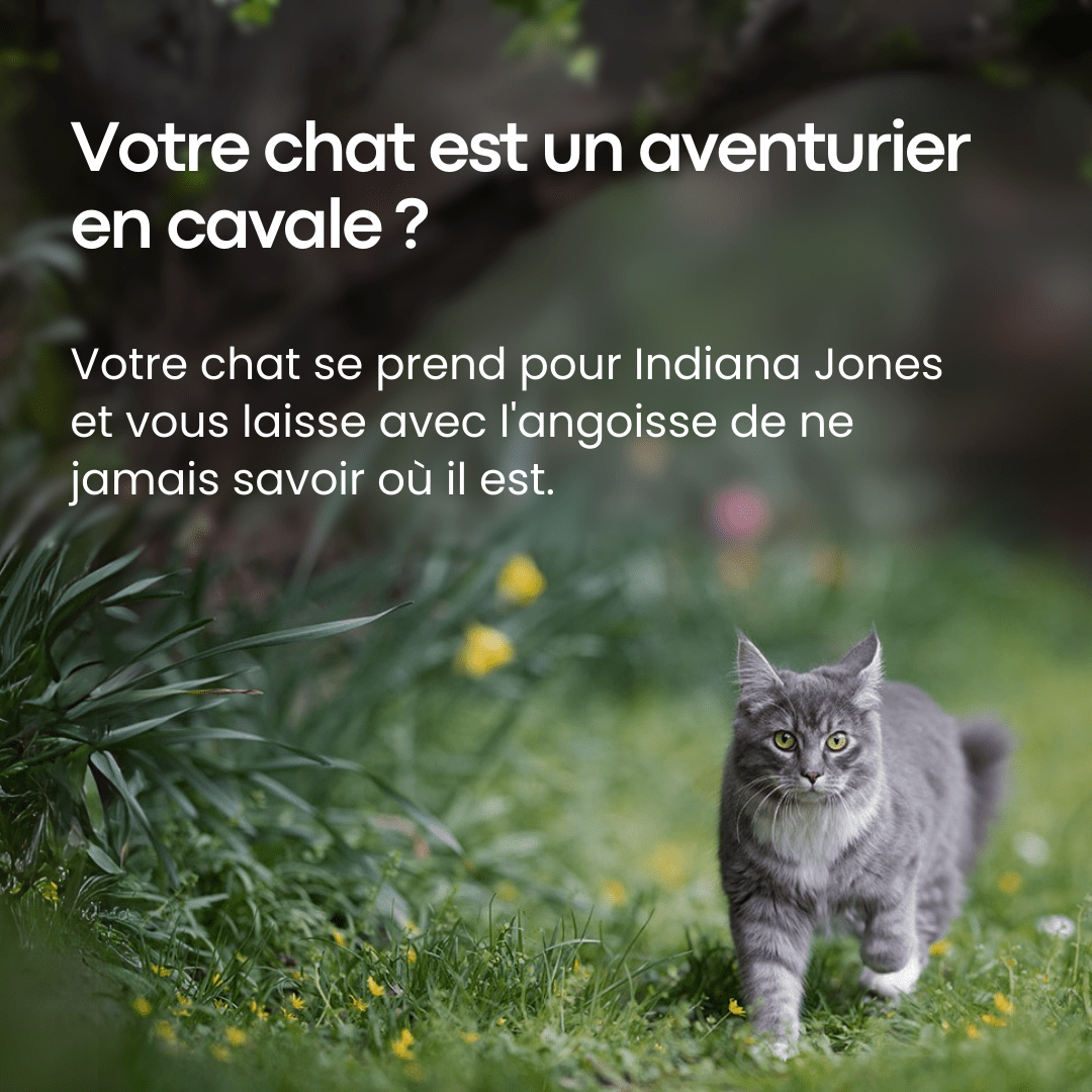 Traceur GPS Pour Chat Sans Abonnement, Léger & Compact - HAVENBRIDGES
