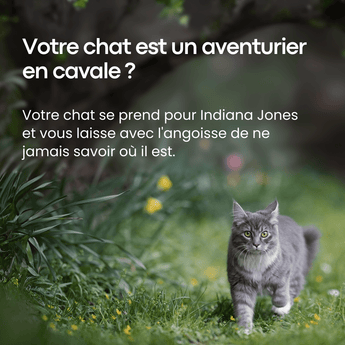 Traceur GPS Pour Chat Sans Abonnement, Léger & Compact - HAVENBRIDGES